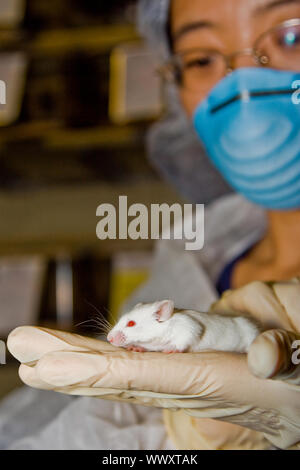 A female oriental scientist wearing latex gloves and a blue mask with a cute white balb/c laboratory mouse in her hands Stock Photo