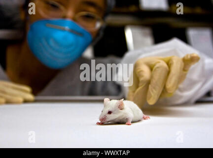 A female oriental scientist wearing latex gloves and a blue mask with a cute white balb/c laboratory mouse in her hands Stock Photo