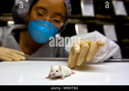 A female oriental scientist wearing latex gloves and a blue mask with a cute white balb/c laboratory mouse in her hands Stock Photo