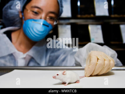 A female oriental scientist wearing latex gloves and a blue mask with a cute white balb/c laboratory mouse in her hands Stock Photo