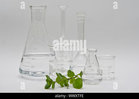 Clean and clear chemistry for cosmetic beauty products; clear liquids in a variety of bottles and flasks on a white background and a plant in the fron Stock Photo