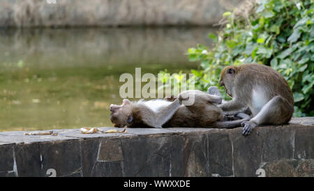 Screaming macaque in a park in Thailand being examed by a second Stock Photo