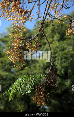 Chinaberry Or Persian Lilac (Melia Azedarach) Street Tree, Chelsea ...