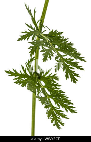 Leaf and stem of the pyrethrum flower, isolated on white background Stock Photo