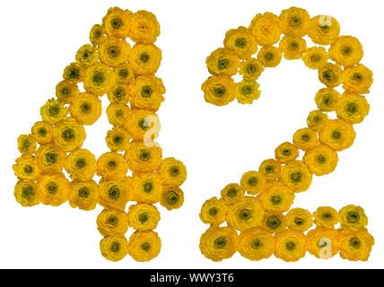 Arabic numeral 42, forty two, from yellow flowers of buttercup, isolated on white background Stock Photo