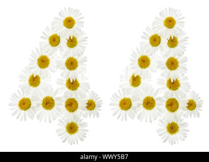 Arabic numeral 44, forty four, from white flowers of chamomile, isolated on white background Stock Photo