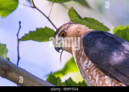 Adult Cooper's hawk (Accipiter cooperii) portrait Stock Photo