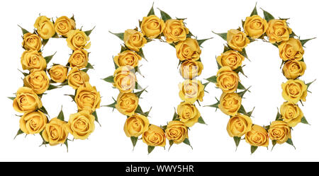 Arabic numeral 800, eight hundred, from yellow flowers of rose, isolated on white background Stock Photo