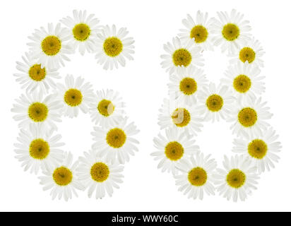 Arabic numeral 68, sixty eight, from white flowers of chamomile, isolated on white background Stock Photo