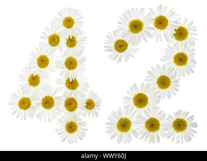 Arabic numeral 42, forty two, from white flowers of chamomile, isolated on white background Stock Photo