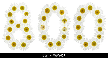 Arabic numeral 800, eight hundred, from white flowers of chamomile, isolated on white background Stock Photo