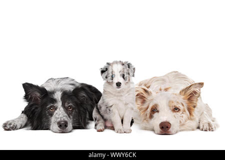 Three border collie dogs in front of a white background Stock Photo