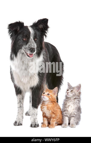 Border collie sheepdog standing  next to two kittens. Stock Photo