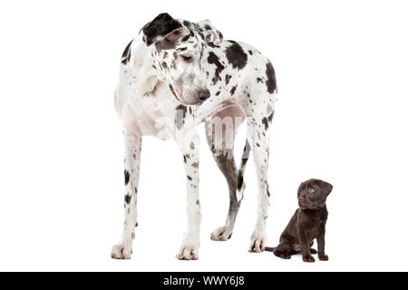 A Great Dane harlequin and a chocolate Labrador puppy in front of a white background Stock Photo