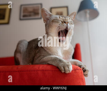 Singapura cat yawning on the red sofa. Singapura cat the smallest cat breed in the world. Background photo. Stock Photo