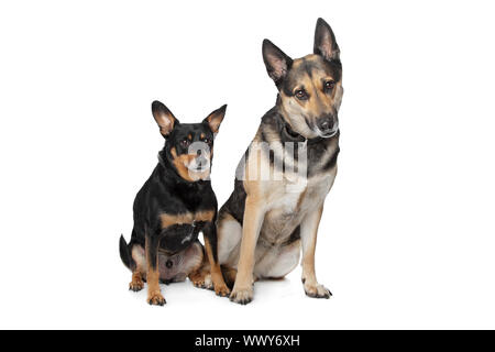 Two mixed breed dogs in front of a white background Stock Photo