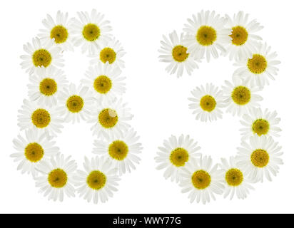 Arabic numeral 83, eighty three, from white flowers of chamomile, isolated on white background Stock Photo