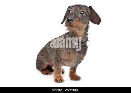 Wire-haired dachshund (Kaninchen Teckel) in front of white Stock Photo
