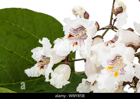 Flowering tree of Catalpa, lat. Catalpa speciosa, isolated on white background Stock Photo