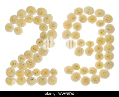 Arabic numeral 29, twenty nine, from cream flowers of chrysanthemum, isolated on white background Stock Photo