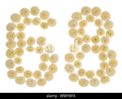 Arabic numeral 68, sixty eight, from cream flowers of chrysanthemum, isolated on white background Stock Photo