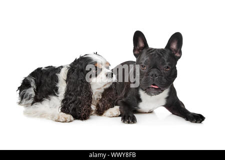 Cavalier King Charles Spaniel and a French Bulldog Stock Photo