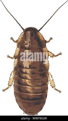 Cockroach isolated on white - vector illustration Stock Vector