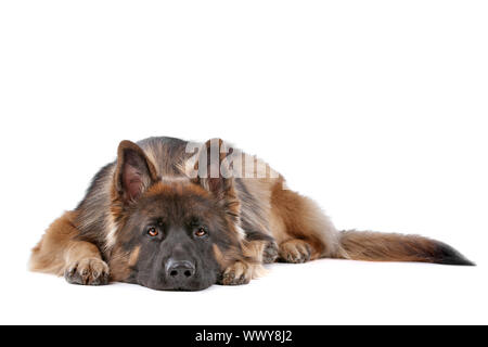 German Shepherd in front of a white background Stock Photo