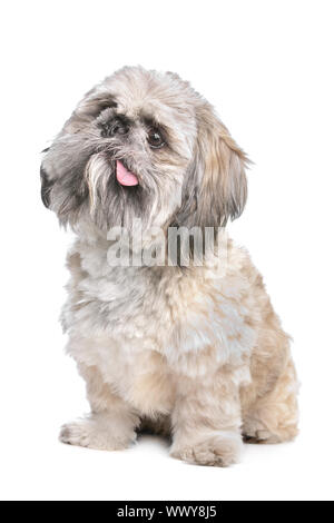 mixed breed of a shih tzu and pekingese dog Stock Photo
