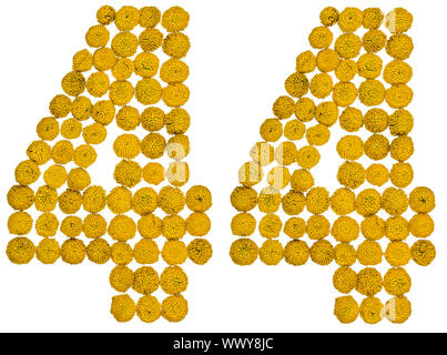 Arabic numeral 44, forty four, from yellow flowers of tansy, isolated on white background Stock Photo