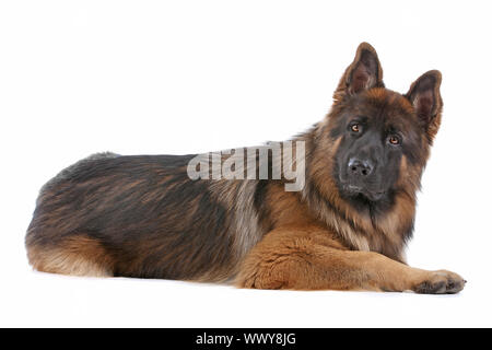 German Shepherd in front of a white background Stock Photo