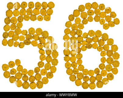 Arabic numeral 56, fifty six, from yellow flowers of tansy, isolated on white background Stock Photo