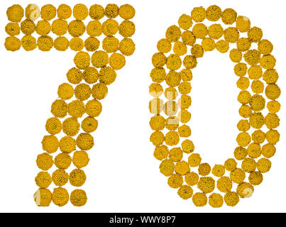 Arabic numeral 70, seventy, from yellow flowers of tansy, isolated on white background Stock Photo