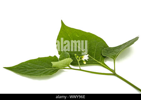 Flowers and leaves of black nightshade, lat. Solanum nígrum, poisonous plant, isolated on white background Stock Photo