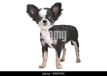 Black and white long haired store chihuahua puppy