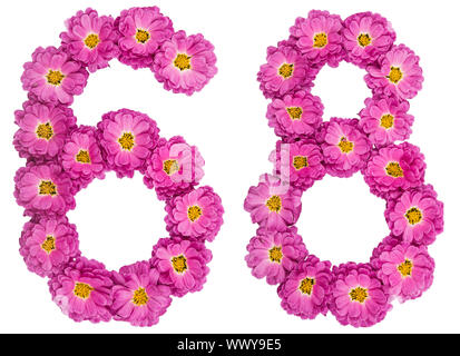 Arabic numeral 68, sixty eight, from flowers of chrysanthemum, isolated on white background Stock Photo