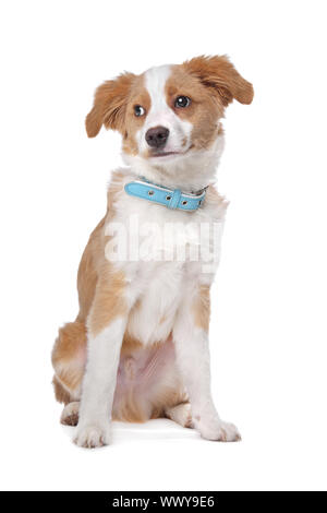 Mixed breed puppy, half Tibetan Terrier, in front of a white background Stock Photo