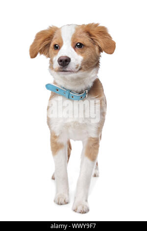 Mixed breed puppy, half Tibetan Terrier, in front of a white background Stock Photo