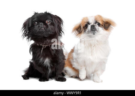 Japanese Chin and a pekingese dog in front of white Stock Photo