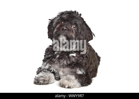 little black boomer dog in front of a white background Stock Photo