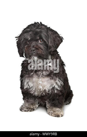 little black boomer dog in front of a white background Stock Photo