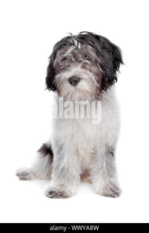 Schapendoes , Dutch Sheepdog, in front of a white background Stock Photo