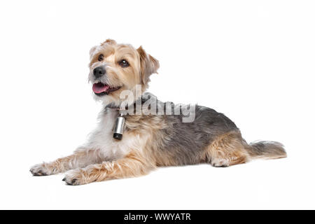 mixed breed dog,yorkshire terrier,maltese Stock Photo