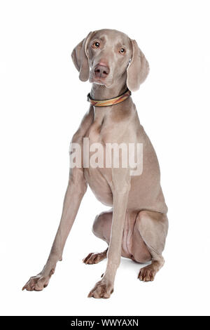 weimaraner dog in front of a white background Stock Photo