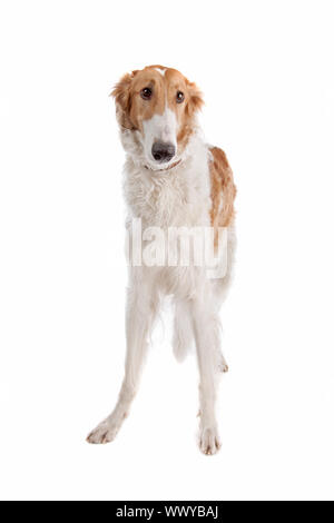 Borzoi or Russian Wolfhound, in front of a white background Stock Photo