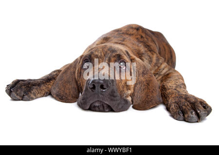 Brazilian Mastiff also known as Fila Brasileiro puppy in front of a white background Stock Photo