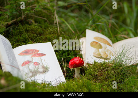 determination of mushrooms with mushroom book Stock Photo