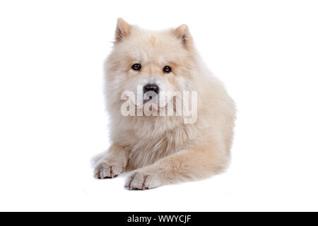 Cute mixed breed dog Chow-Chow and Samoyed lying and looking at camera, isolated on a white background Stock Photo