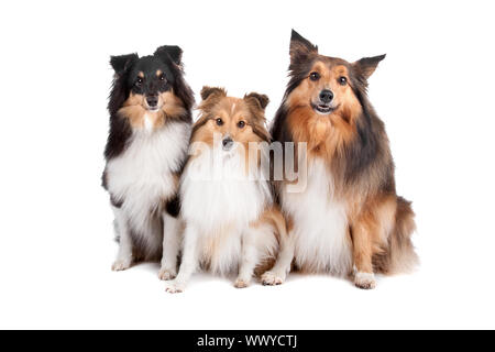 Group of three Shetland sheepdogs sitting and looking at camera(shelty) isolated on a white background Stock Photo