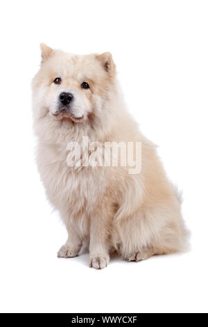 Cute mixed breed dog Chow-Chow and Samoyed sitting, isolated on a white background Stock Photo